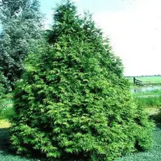 Туя западная Фрисландия