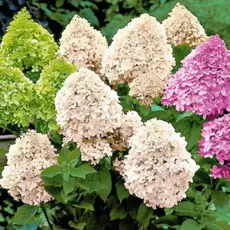 Гортензия метельчатая Микс