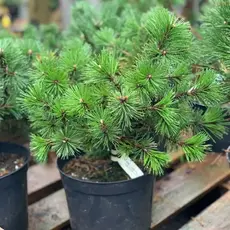 Сосна горная карлик микс (бенджамин/хампи/шервуд компакт)