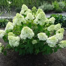 Гортензия метельчатая Бэби Лейс