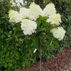 Гортензия метельчатая на штамбе Сильвер Доллар5