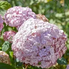 Гортензия древовидная Кандибелле Баблгам