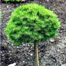 Сосна горная Лилипут