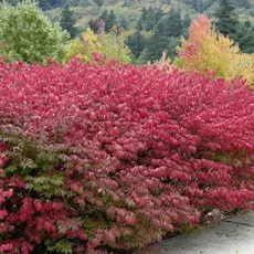 Бересклет крылатый Компактус