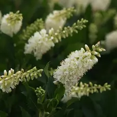 Клетра ольхолистная