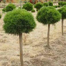 Сосна чёрная Компакта на штамбе