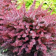 Барбарис тунберга Розетта