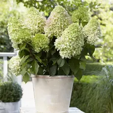 Гортензия метельчатая Литл Фреско