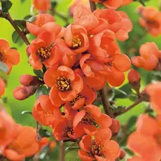 Айва (Хеномелес) средняя Оранж Трейл