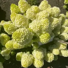 Гортензия метельчатая Брайтлайт