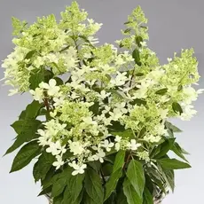 Гортензия метельчатая Пандриа