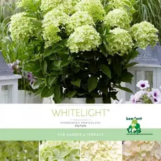 Гортензия метельчатая Вайтлайт