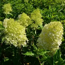 Гортензия метельчатая Мэджикал Лайм Спаркл