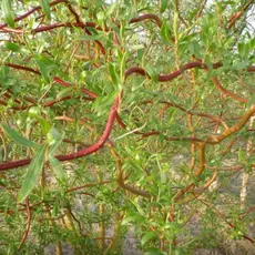 Ива матсудана Тортуоза