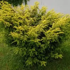 Тис ягодный Элегантиссима