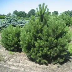 Сосна черная