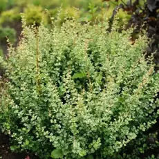 Барбарис тунберга Келлерис