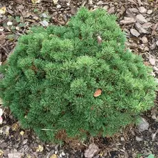 Сосна горная Корник на штамбе