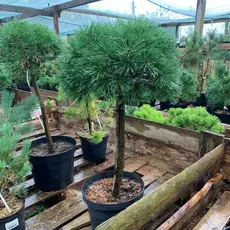 Сосна горная Мопс на штамбе