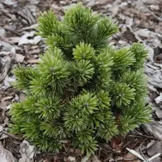 Сосна остистая / аристата Шервуд Компакт