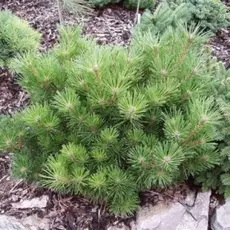 Сосна смолистая Нана