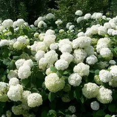 Гортензия древовидная Хиллс оф Сноу