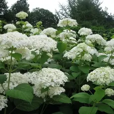 Гортензия древовидная
