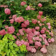 Гортензия древовидная Инвизибл