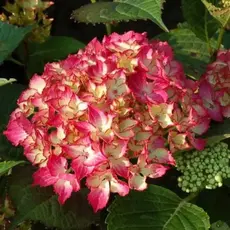 Гортензия крупнолистная Сельма