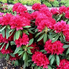 Рододендрон Нова Зембла