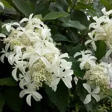 Гортензия метельчатая Грейт