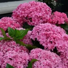 Гортензия крупнолистная Ю энд Ми Перфекшн