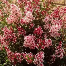 Сирень Мейера Ред Пикси