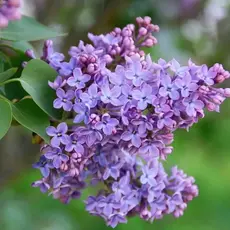 Сирень обыкновенная микс