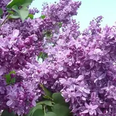 Сирень обыкновенная Утро России