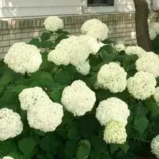 Гортензия древовидная Баунти