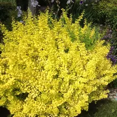 Барбарис тунберга Еллоу Бирд