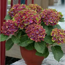 Гортензия крупнолистная Шлосс Вакербарт