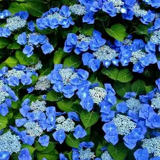 Гортензия крупнолистная Блаумайзе