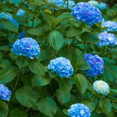 Гортензия крупнолистная Эрли Блю