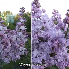Сирень обыкновенная Борис