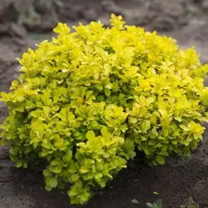 Барбарис тунберга Тини Голд