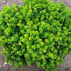 Барбарис тунберга Кобольд