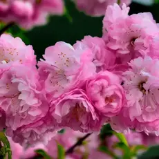 Миндаль трехлопастной Роземунд