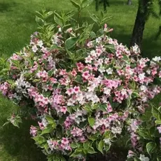 Вейгела цветущая Нана Вариегата