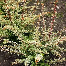 Барбарис тунберга Старберст