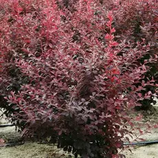 Барбарис средний Ред Джуэл