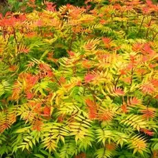 Рябинник рябинолистный Сэм