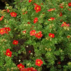 Лапчатка кустарниковая Ред Айс