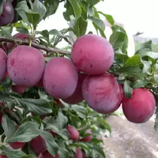 Алыча Принцесса